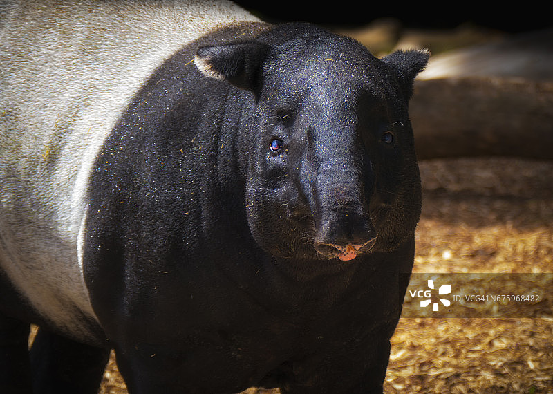 看着镜头的马来貘图片素材