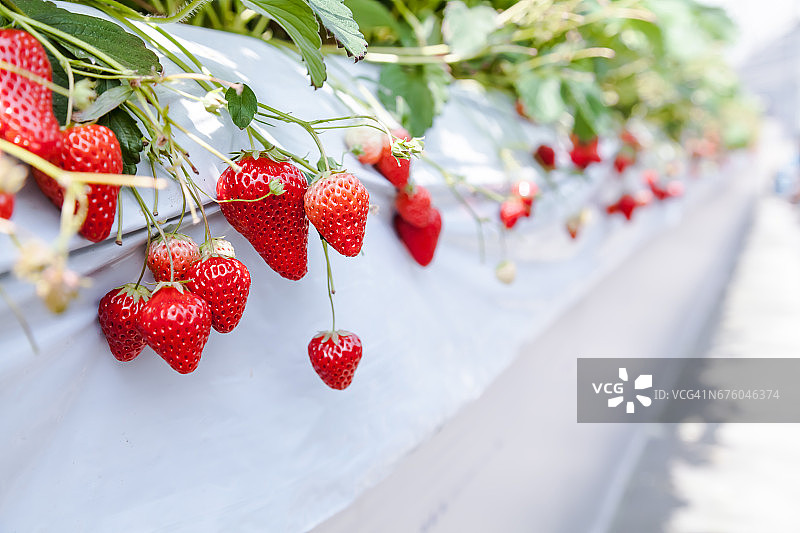 日本千叶县木更津市草莓园待采摘的新鲜草莓图片素材