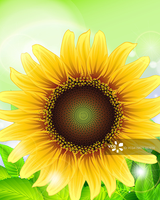 向日葵图片素材