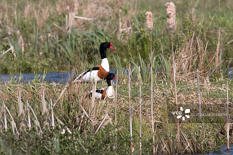 两只火鹅图片素材