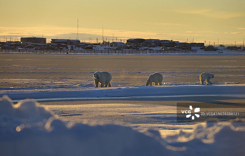 北极熊母子图片素材