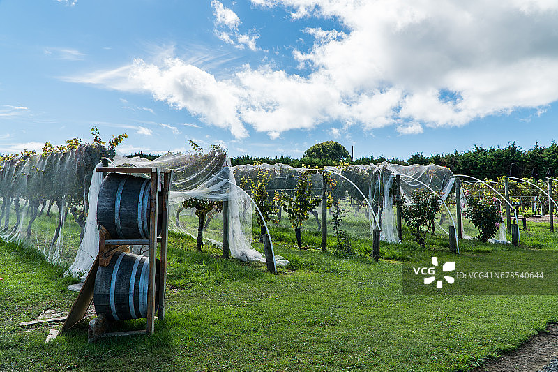 怀赫科岛葡萄园图片素材