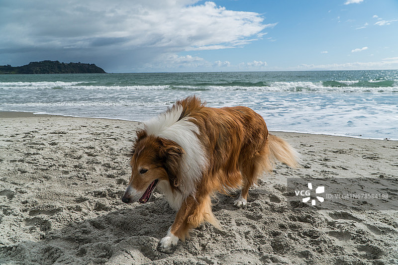 海滩上的狗狗，怀赫科岛图片素材