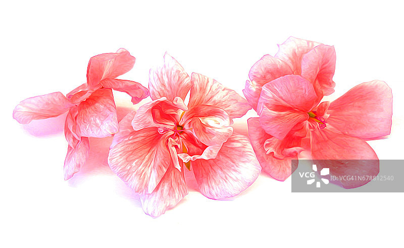 油绘天竺葵，清新淡雅花卉图片素材