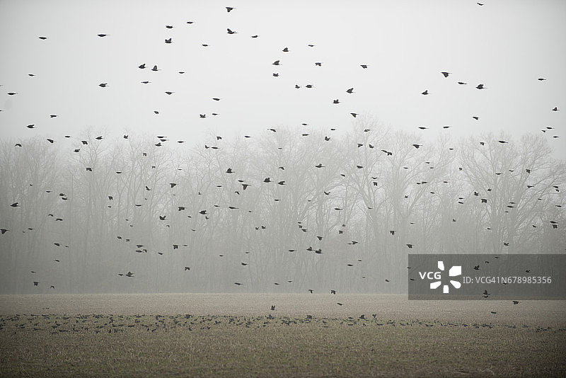红翅黑鹂（椋鸟）群在耕地上空盘旋图片素材