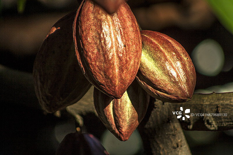 可可果图片素材