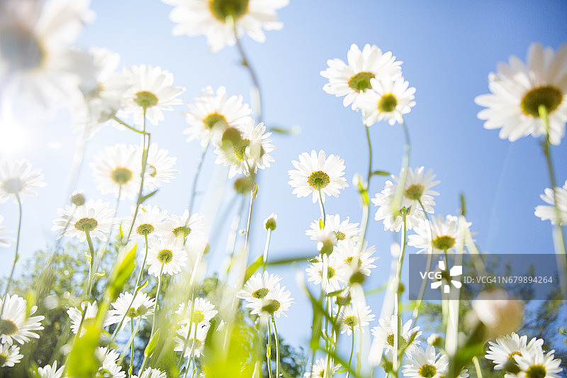 闪耀之美图片素材