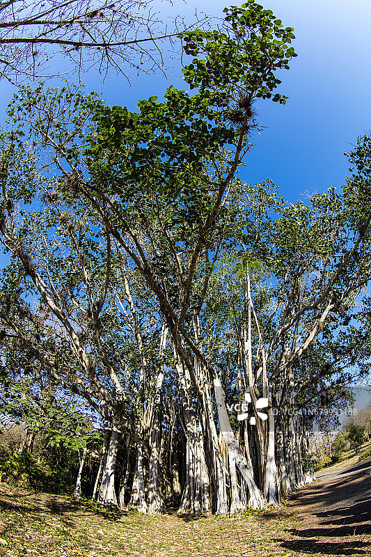 古巴西恩富戈斯植物园图片素材