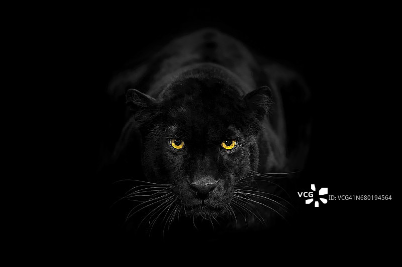 愤怒地看向镜头的黑豹图片素材