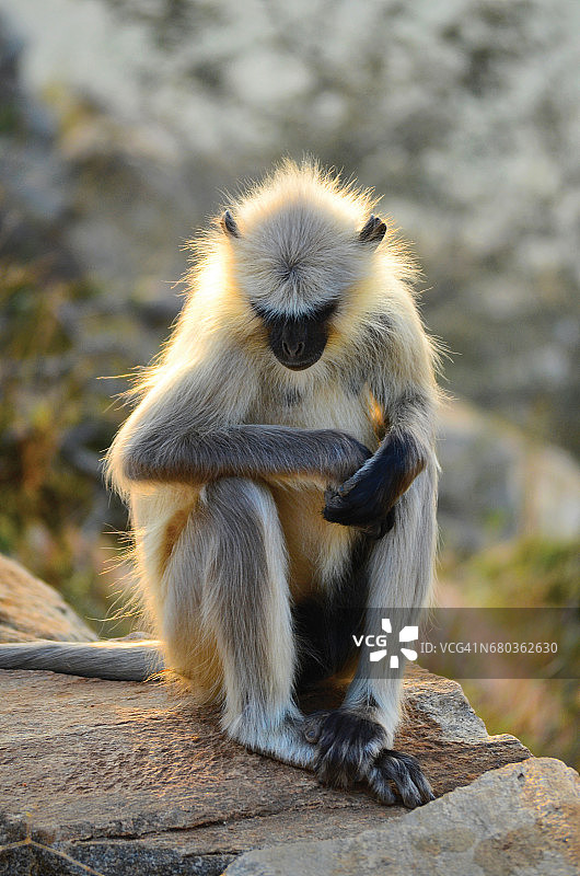 印度叶猴图片素材