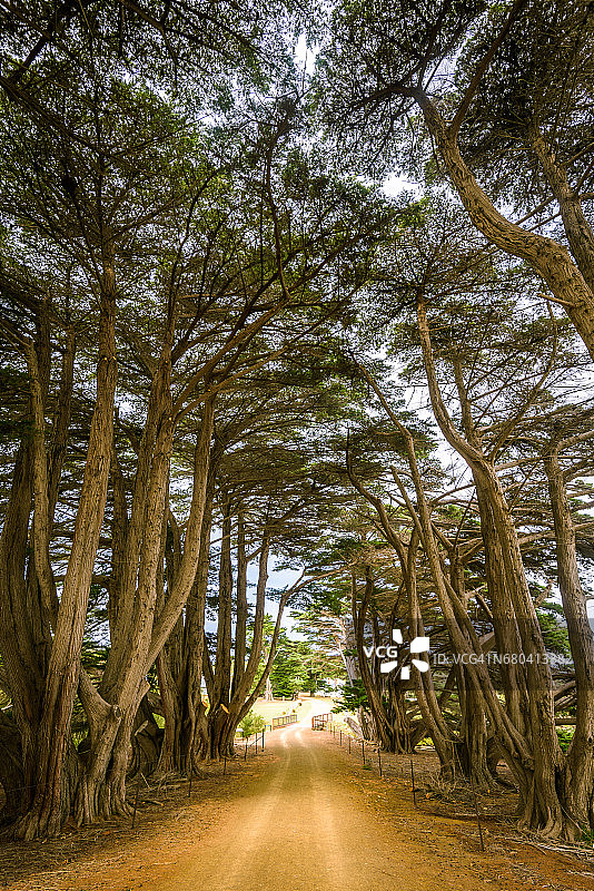 通往塔斯马尼亚玛丽亚岛达灵顿的柏树路图片素材