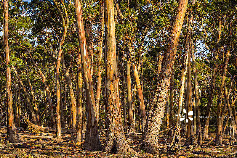 塔斯马尼亚玛丽亚岛的桉树林图片素材