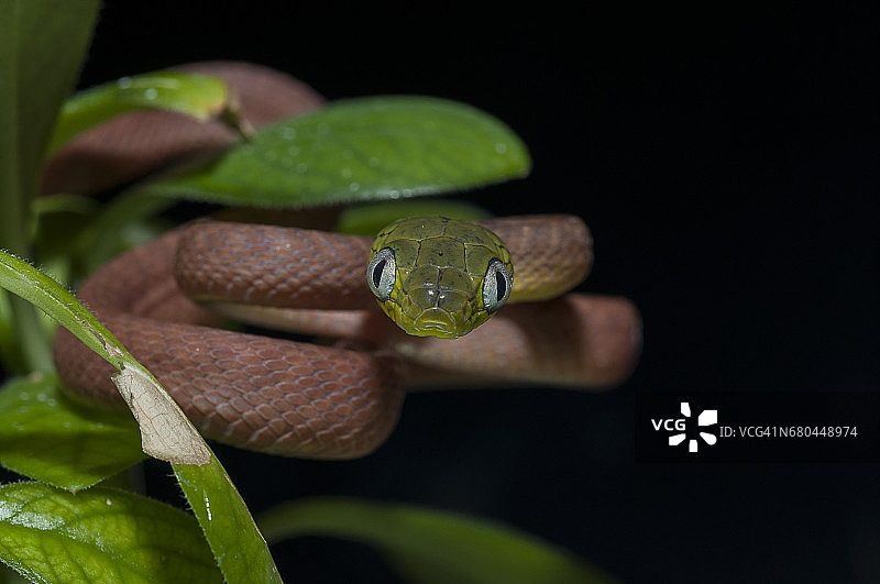 野生绿猫蛇幼崽图片素材