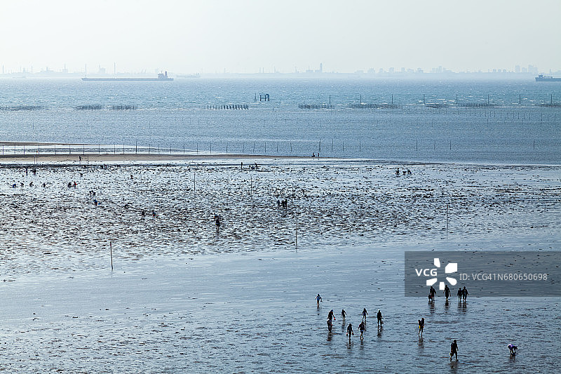 在日本千叶县木更津市金田海岸采集贝壳，挖掘蛤蜊图片素材
