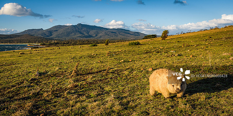 莱絮尔角袋熊，背景是玛丽亚山，塔斯马尼亚图片素材