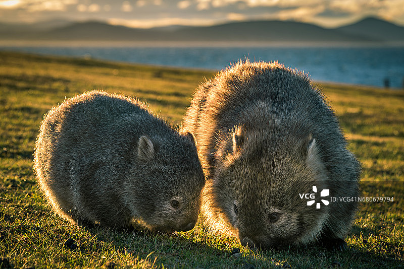 玛丽亚岛上的袋熊宝宝和妈妈图片素材