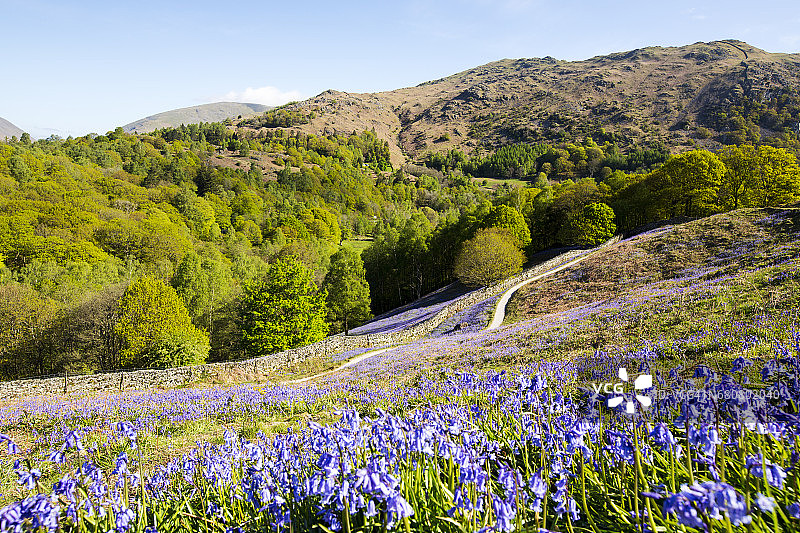 位于英国坎布里亚郡安布尔赛德附近的风铃草图片素材
