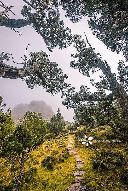 塔斯马尼亚耶路撒冷墙国家公园的迪克逊王国铅笔松树林图片素材