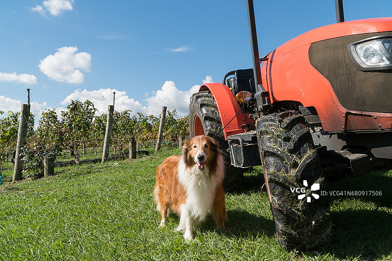 怀赫科岛葡萄园里的狗图片素材