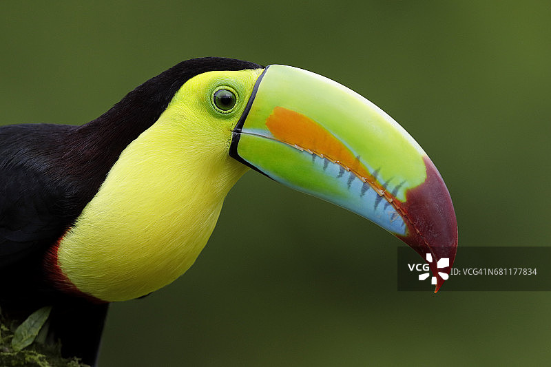 硫黄巨嘴鸟图片素材