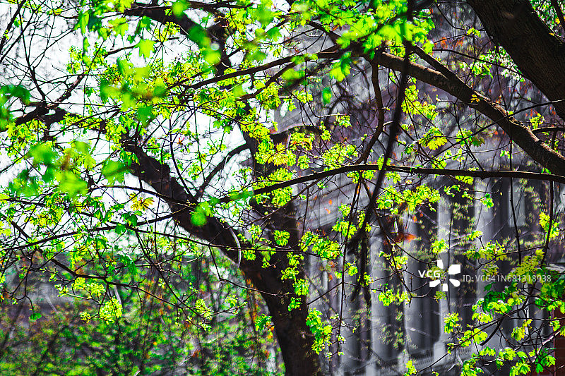 布达佩斯皇家宫殿树枝景观图片素材