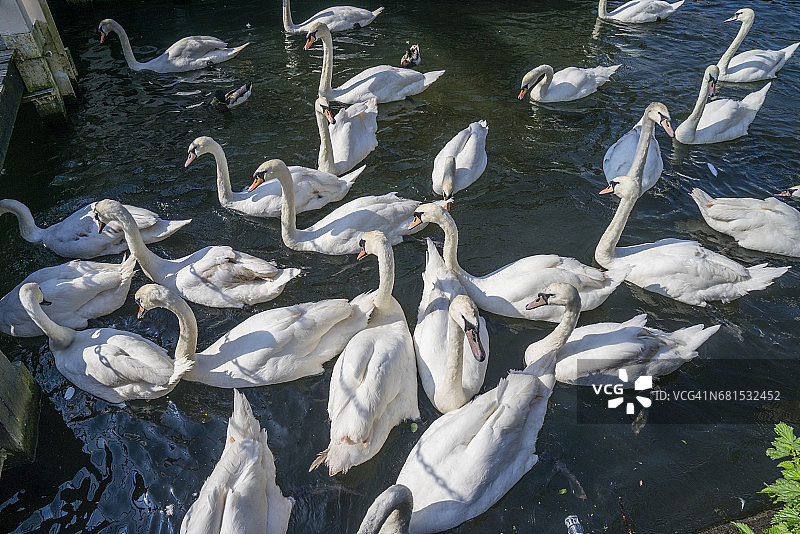 温莎泰晤士河上的天鹅图片素材