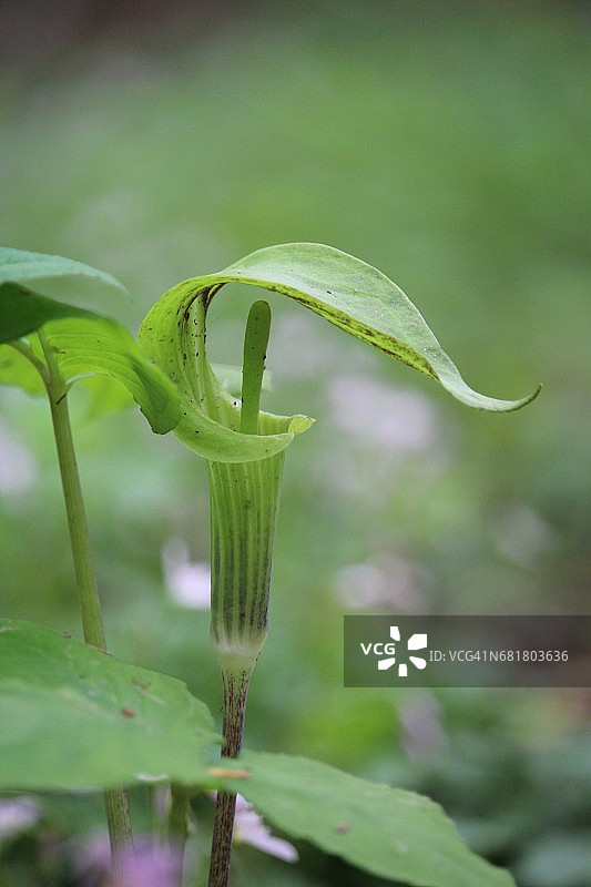 绿苞薯蓣图片素材