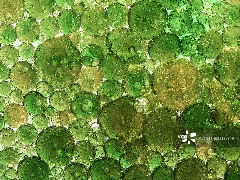 绿色背景上圆形油滴气泡纹理全景图片素材