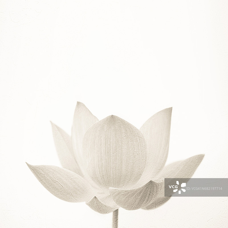 桑皮纸纹理上的柔和色彩荷花图片素材