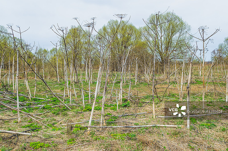大豕草干枯植物与春季新芽图片素材