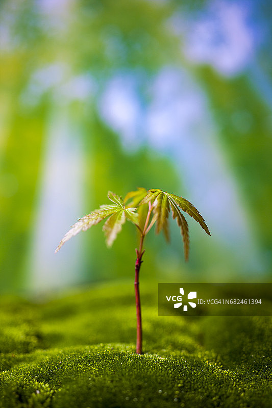 绿色苔藓上的嫩芽图片素材