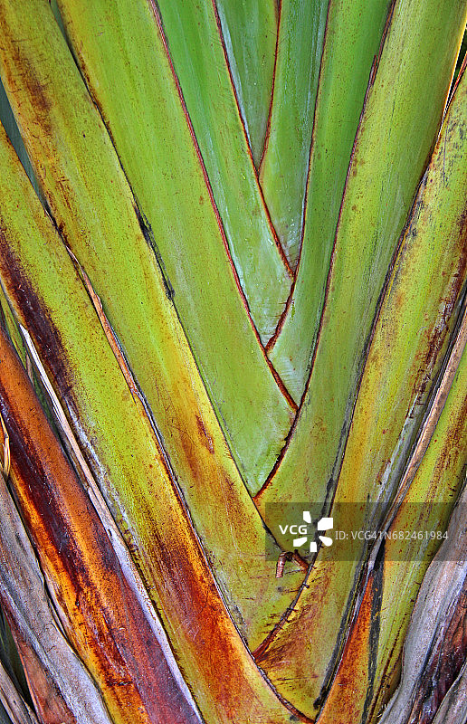 旅人蕉的叶柄呈扇形展开图片素材