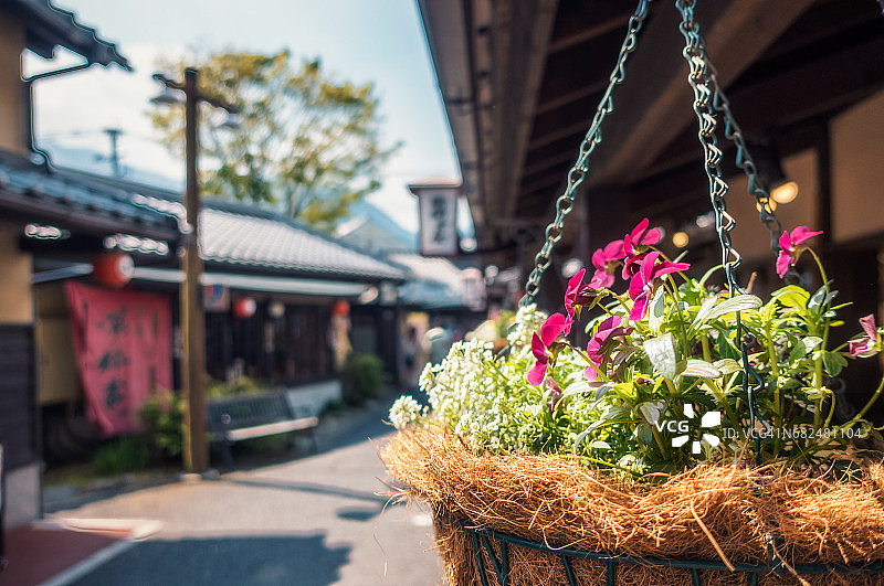 在日本由布院拍摄的鲜花图片素材