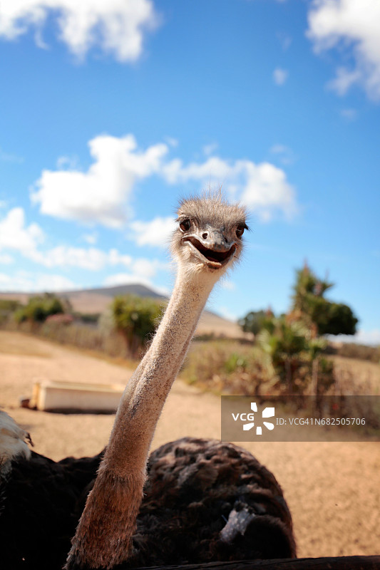 鼓起的眼睛盯着镜头图片素材