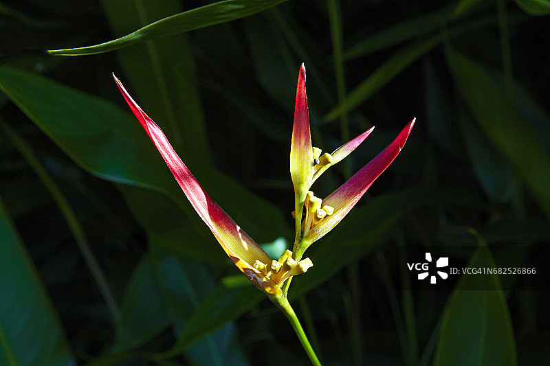 鹦鹉赫蕉（草莓奶油）图片素材