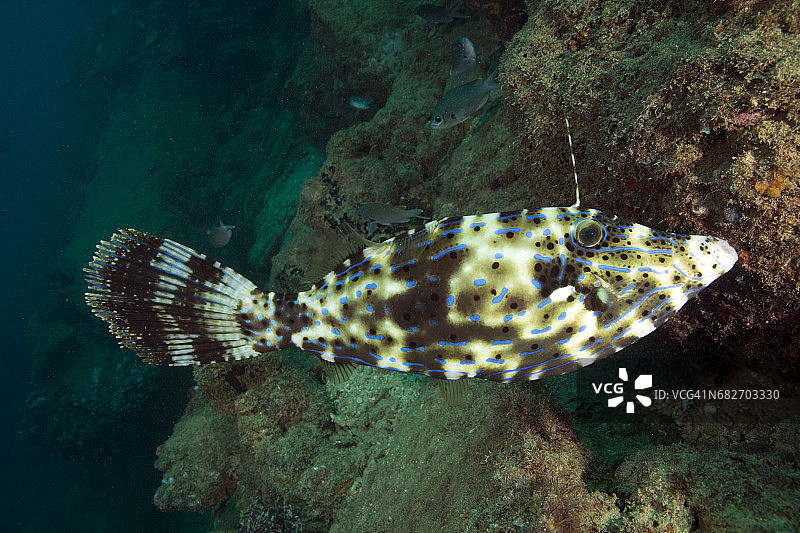 涂鸦Filefish图片素材