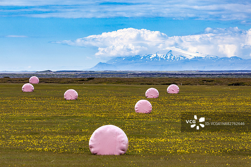 粉色收获图片素材