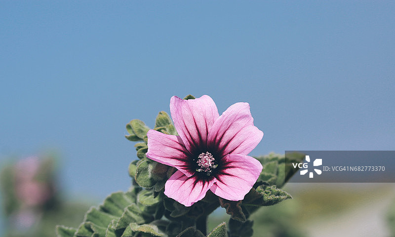 蓝天下的粉色花朵图片素材