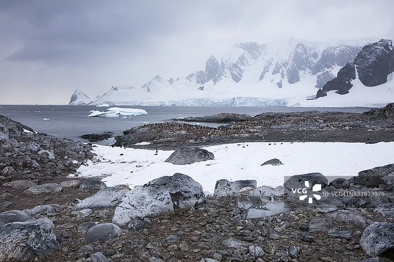 巴布亚企鹅群和雪山图片素材