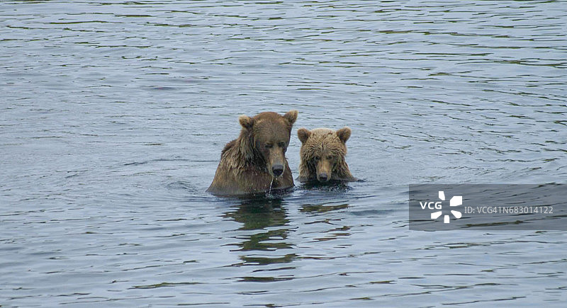 熊在水中游泳图片素材