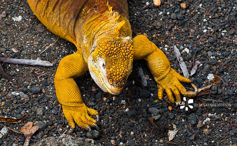 陆地鬣蜥图片素材