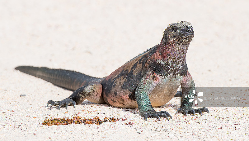 加拉帕戈斯海鬣蜥图片素材