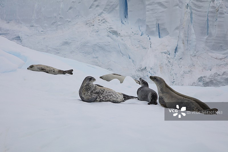 冰面上的威德尔海豹图片素材