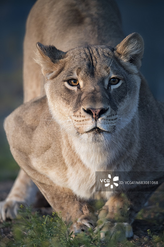 走出非洲野生动物公园图片素材