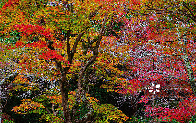 秋天的叶子图片素材