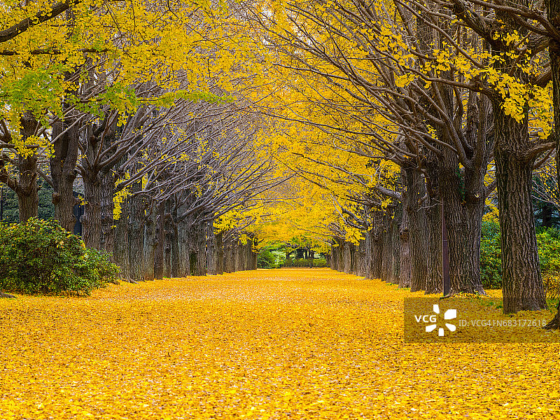 秋天的叶子图片素材
