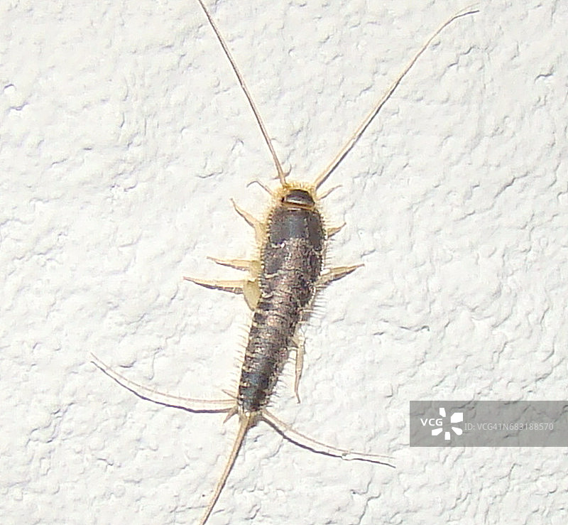 衣鱼（蠹鱼）图片素材