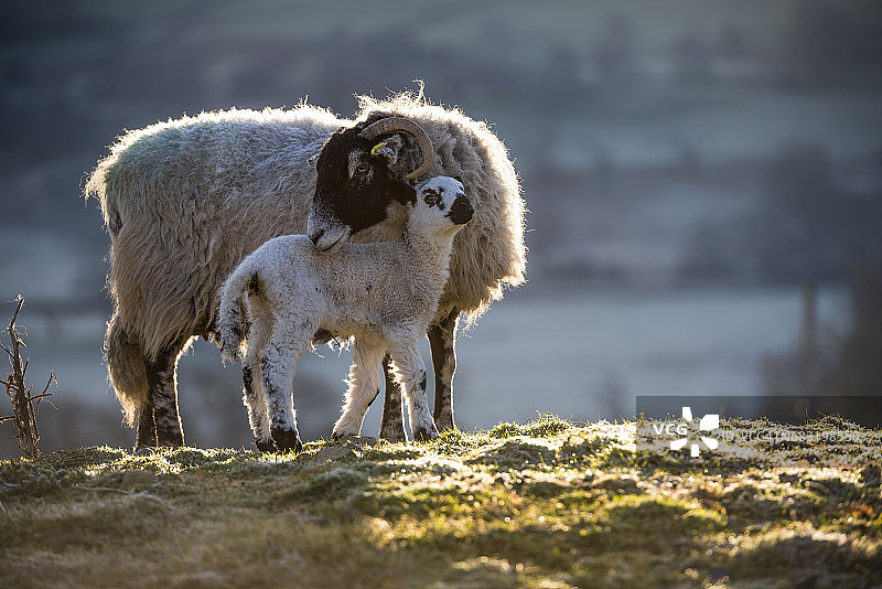 湖区国家公园的母羊和小羊羔，英国图片素材
