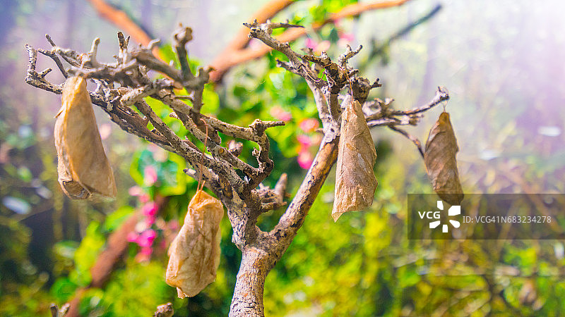 树枝上的蝴蝶蛹图片素材