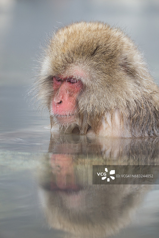 温泉雪猴图片素材